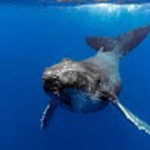 Meet your Posher, Riley